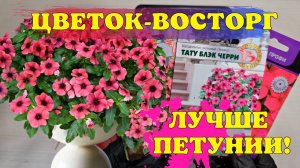 Лучше ПЕТУНИИ! Цветёт ВСЁ ЛЕТО! Растёт НА СОЛНЦЕ и В ТЕНИ!