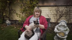 История питомника кошек редкой породы Сноу-шу