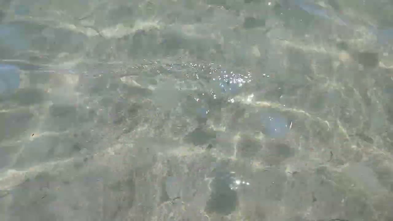 Суп из корнеротиков и аурелий смотреть онлайн