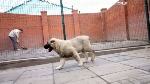 Питомник Кавказских овчарок. Кобель 3,5 месяца. wwwr-risk.ru +7 9262205603 Татьяна Ягодкина