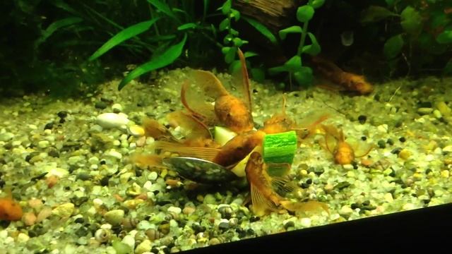 Вуалевый анциструс смотреть онлайн