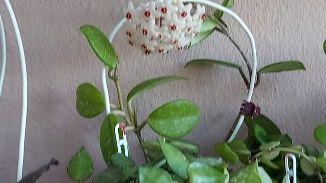 #shorts Хойя Лакуноза Эскимо цветение (Hoya Lacunosa Eskimo) смотреть онлайн
