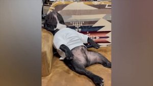 Приколы с котами и собаками #74