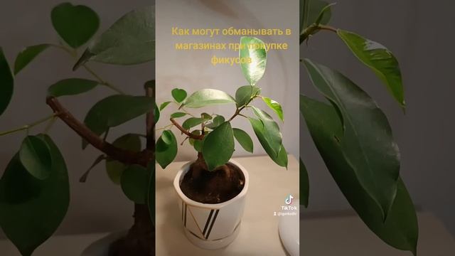 Как могут обманывать в магазинах при покупке фикусов. смотреть онлайн