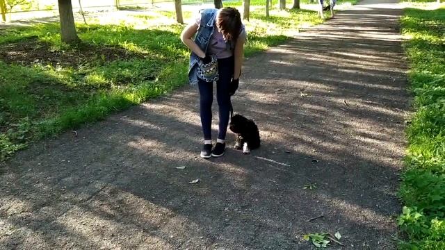 Команда рядом шаги цвергшнауцер Team nearby exercise steps of a miniature Schnauzer puppy смотреть онлайн
