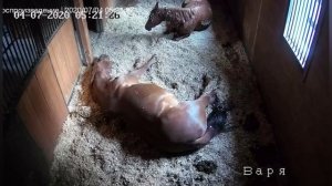 Как спят лошади