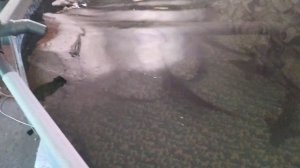 Корм для осетра в узв