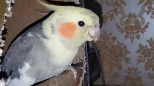 Cockatiel Attack: Corrella's Defensive Maneuvers