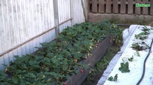 Посадка клубники осенью! Раз посадил и только успевай собирать урожай. Клубника без хлопот.