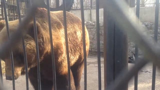 Бурый медведь в зоопарке Шымкента смотреть онлайн