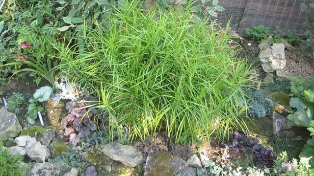 Растение которое дарит мне РАДОСТЬ!!! ОСОКА ПАЛЬМОЛИСТНАЯ!!! смотреть онлайн