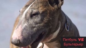 ПИТБУЛЬ против БУЛЬТЕРЬЕРА / КТО ПОБЕДИТ ?