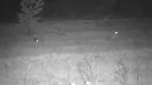 Лиса, зац и Цифровой прибор ночного видения Yukon Signal N340 RT