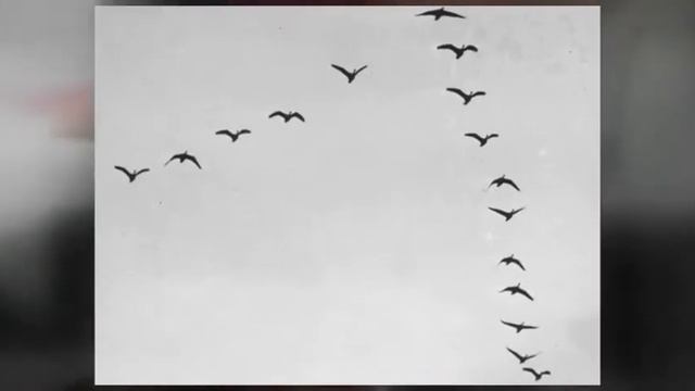 Honda CBR1100XX Blackbird смотреть онлайн