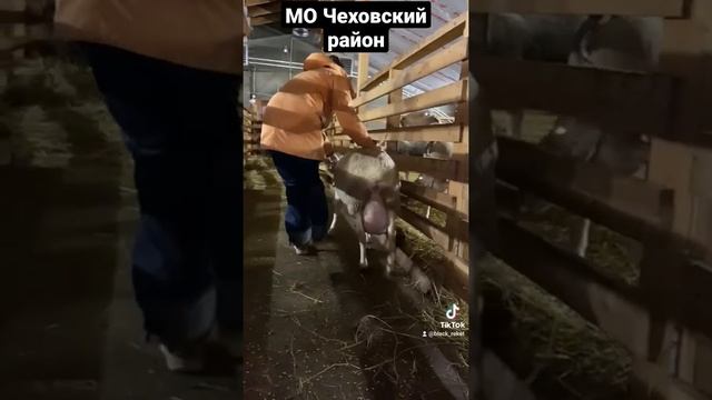 Продажа ягнят мальчиков породы Французский ЛАКОН 100%