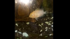 Аквариум(размножение цихлидов)