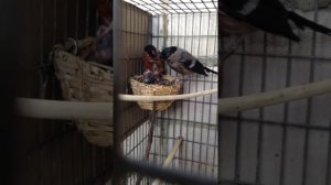 Жизнь домашних снегирей