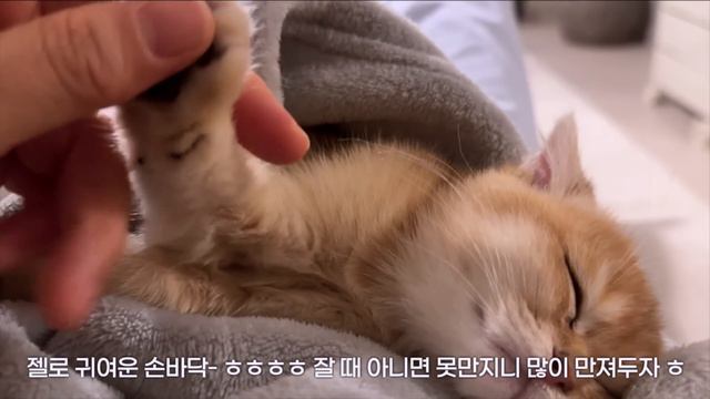 VLOG | 아기고양이 입양 🐈 | 초보집사 적응기_장화 신은 고양이가 내게 왔따 | 설레는 입양준비 용품 언박싱📦 일상 브이로그 смотреть онлайн