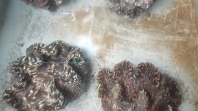 Tridacna squamosa смотреть онлайн