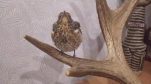 Дрозд Рябинник. Спасение птенца. Кормление. Пение дрозда рябинника. Голоса птиц