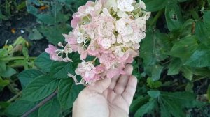 Осенняя посадка черенков метельчатой гортензии.