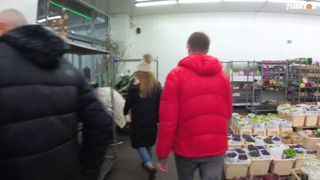 Какие цветы покупать в салон к новому году? Выбор покупателей смотреть онлайн