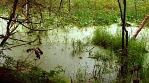 Уход за венериной мухоловкой. Венерина мухоловка охотится!!!