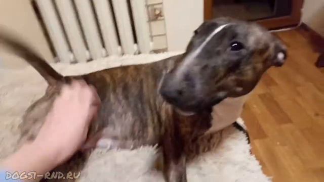 Минибуль Юмми. Хорошее настроение и зевашки с обнимашками.