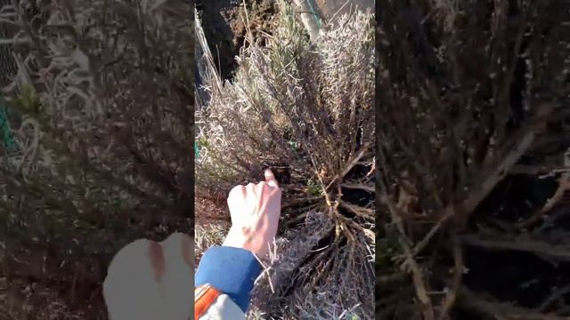 Весенняя обрезка лаванды! Какие кусты необходимо обрезать, а какие нет