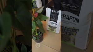 Как посадить растения в кашпо Лечуза Дельта? Сажаем цветы в кашпо с автополивом Лечуза