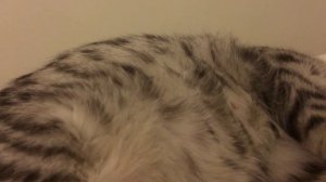 Беременная кошка - Котята двигаются в животе