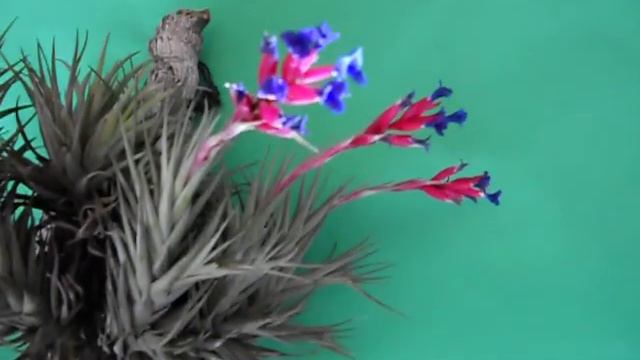 Tillandsia gris Clavel del aire     II