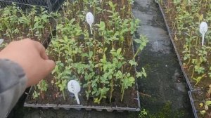 Результат укоренения черенков голубики.