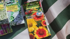 ЭТИ МНОГОЛЕТНИКИ МОЖНО СЕЯТЬ ПРЯМО В ГРУНТ