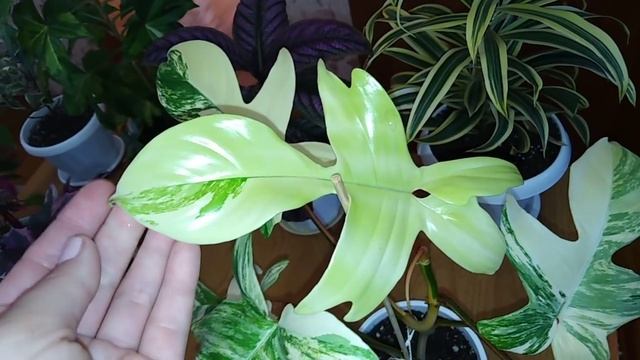 Комнатные цветы . Самые яркие ,самые пёстрые комнатные растения!!!!
