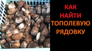 Учимся искать грибы * рядовка тополевая 2021 или секрет сбора грибов