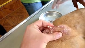 ШОК!!! САМОЕ МЕРЗКОЕ ВИДЕО!!!