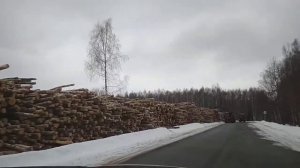 Вырубили лес. Халино, Киржачский район