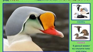 Гага. Полярная утка. Голоса птиц