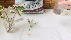 Посадка черенков фикуса Бенджамина/ Размножения фикуса черенками