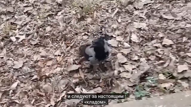 Ворон-самая умная птица в мире смотреть онлайн