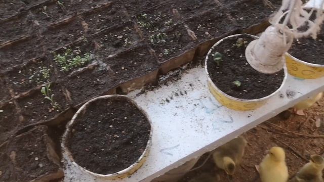 Гусята - две породы на продажу смотреть онлайн