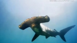 Рыба-Молот опасна для человека?Факты о Рыбе-Молот.