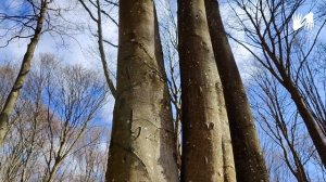 LONG NAILS ?Spring FOREST