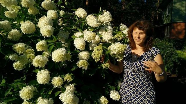 Гортензии в саду. Гортензия метельчатая "Grandiflora".
