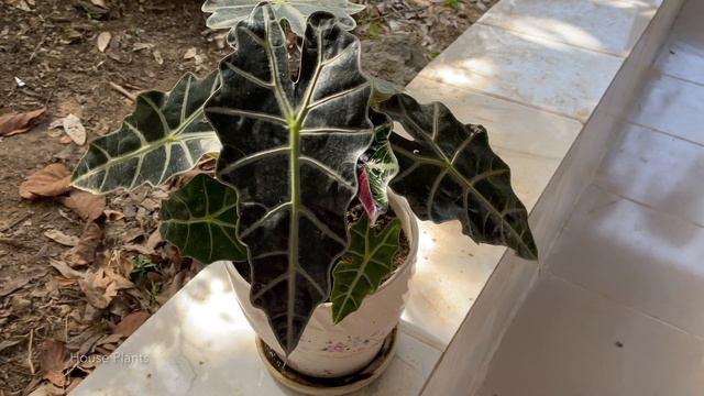 How to grow Alocasia Polly from baby one смотреть онлайн