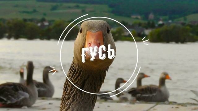 #5 | ЗАГАДКИ ДЛЯ ДЕТЕЙ | РАЗВИВАЕМСЯ ВМЕСТЕ С ZAGADKA |