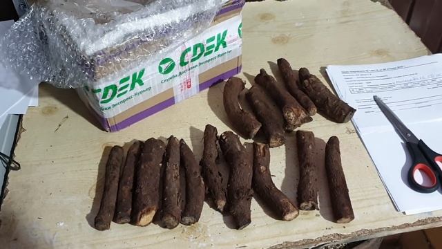 #1 ПАВЛОВНИЯ. НАЧАЛО ВЫРАЩИВАНИЯ смотреть онлайн