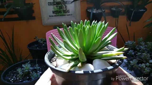 OROSTACHIS JAPONICA, Identificando nossas plantas.. смотреть онлайн