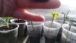 Осеннее черенкование роз /Через месяц /Есть ли результат?